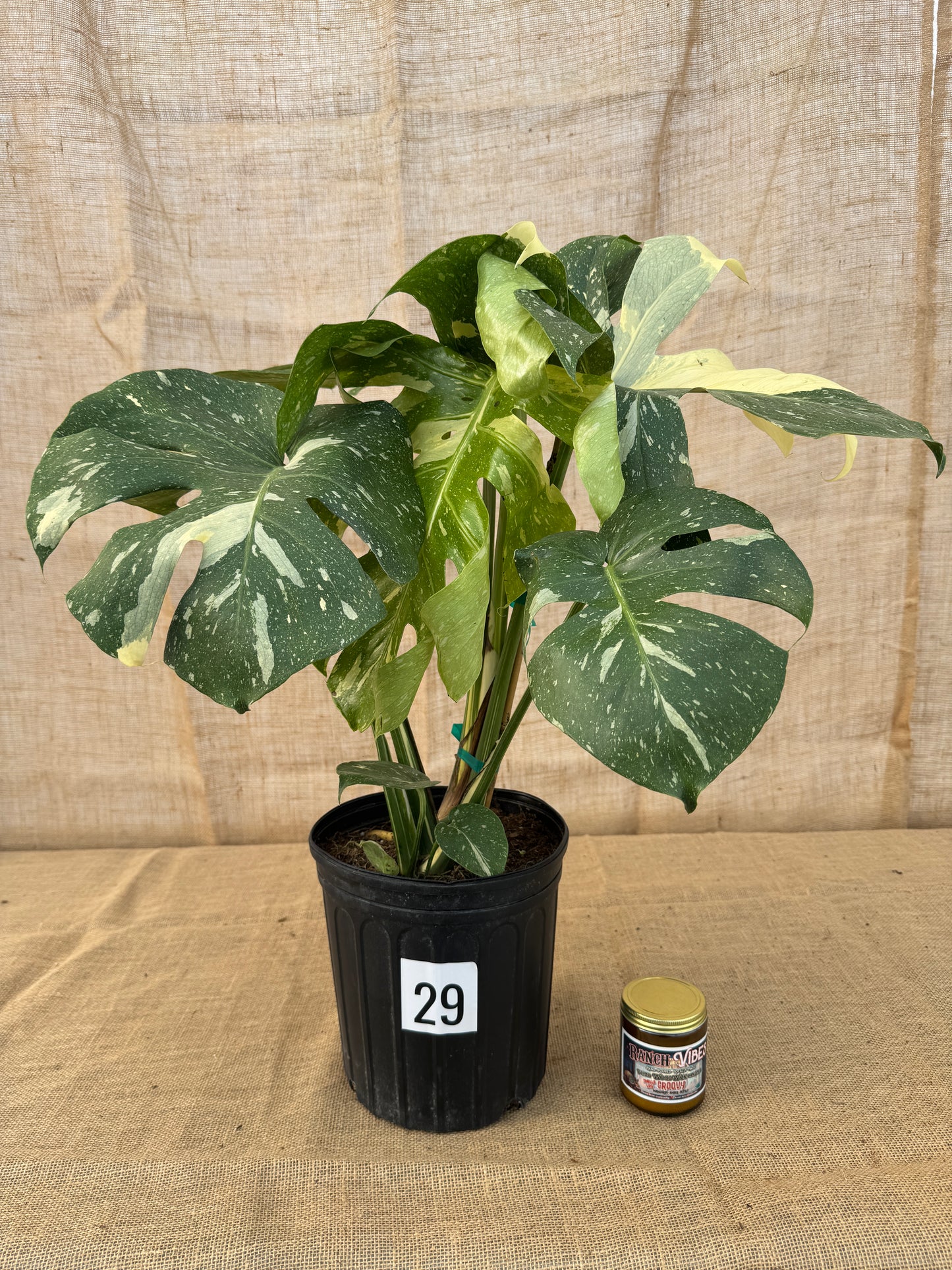 10" Monstera 'Thai Constellation' - Limited Release for Pickup
