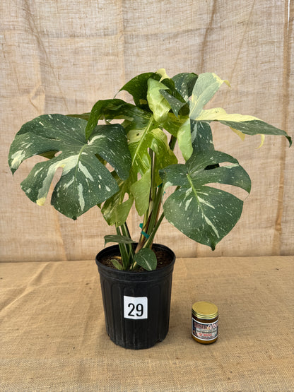 10" Monstera 'Thai Constellation' - Limited Release for Pickup
