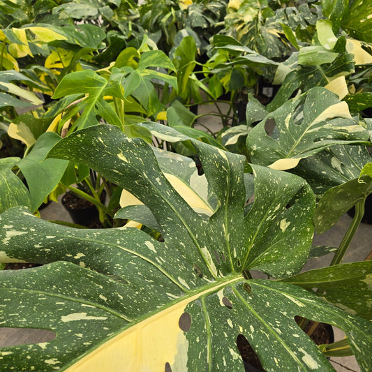 10" Monstera 'Thai Constellation' - Limited Release for Pickup