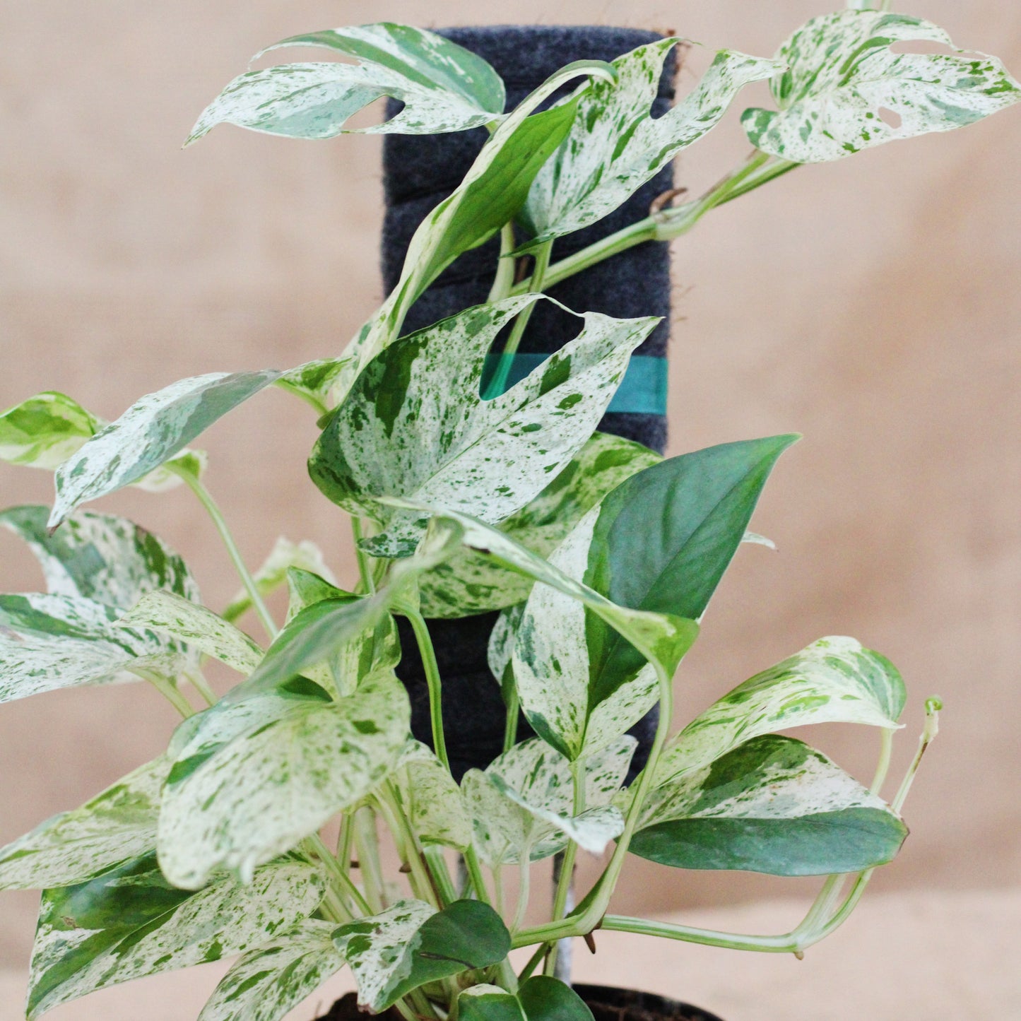 Epipremnum pinnatum 'Marble' - Limited Release for Pickup