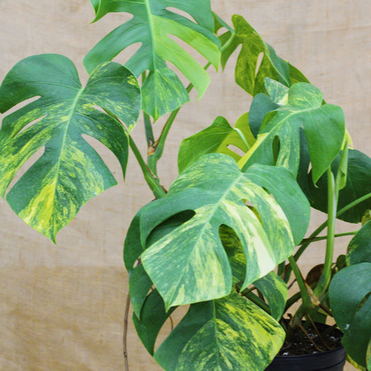 Monstera 'Aurea' 10" - Limited Release for Pickup