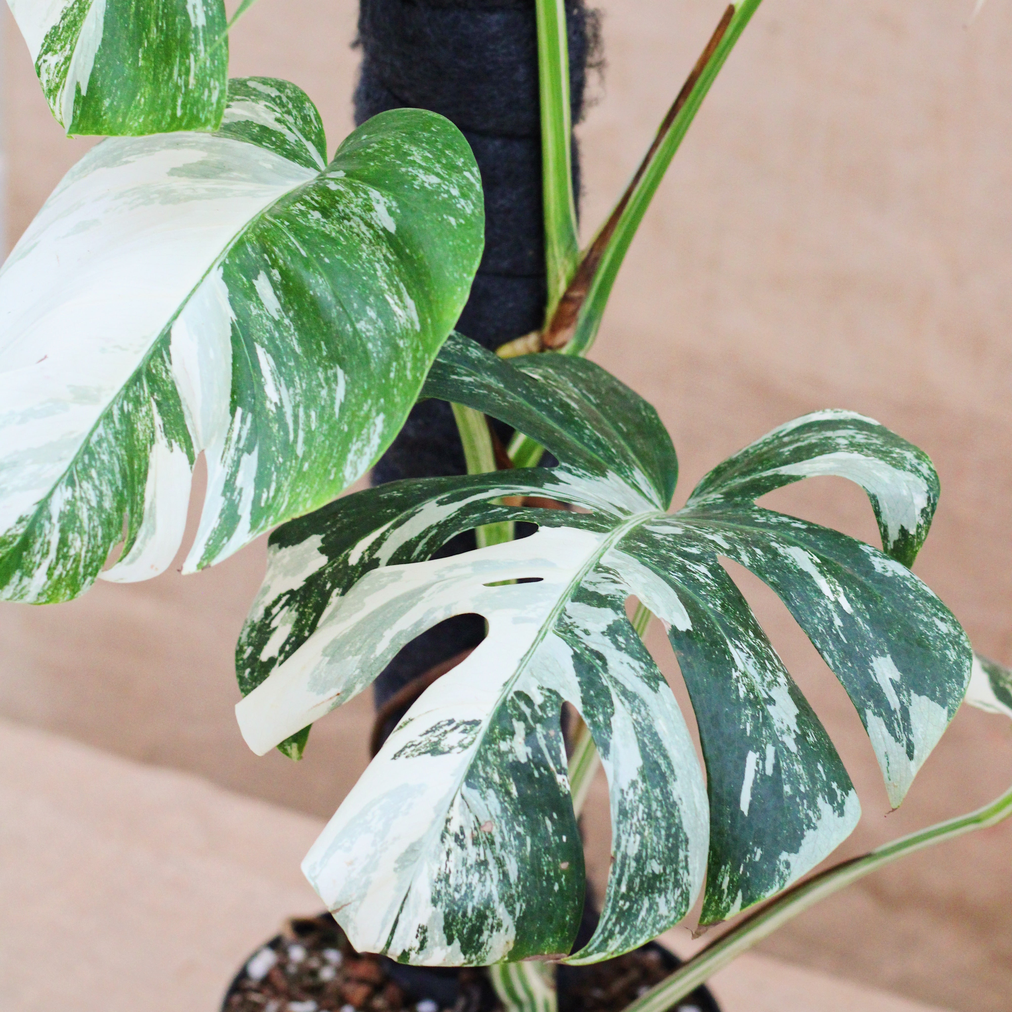 Monstera 'Albo' 8