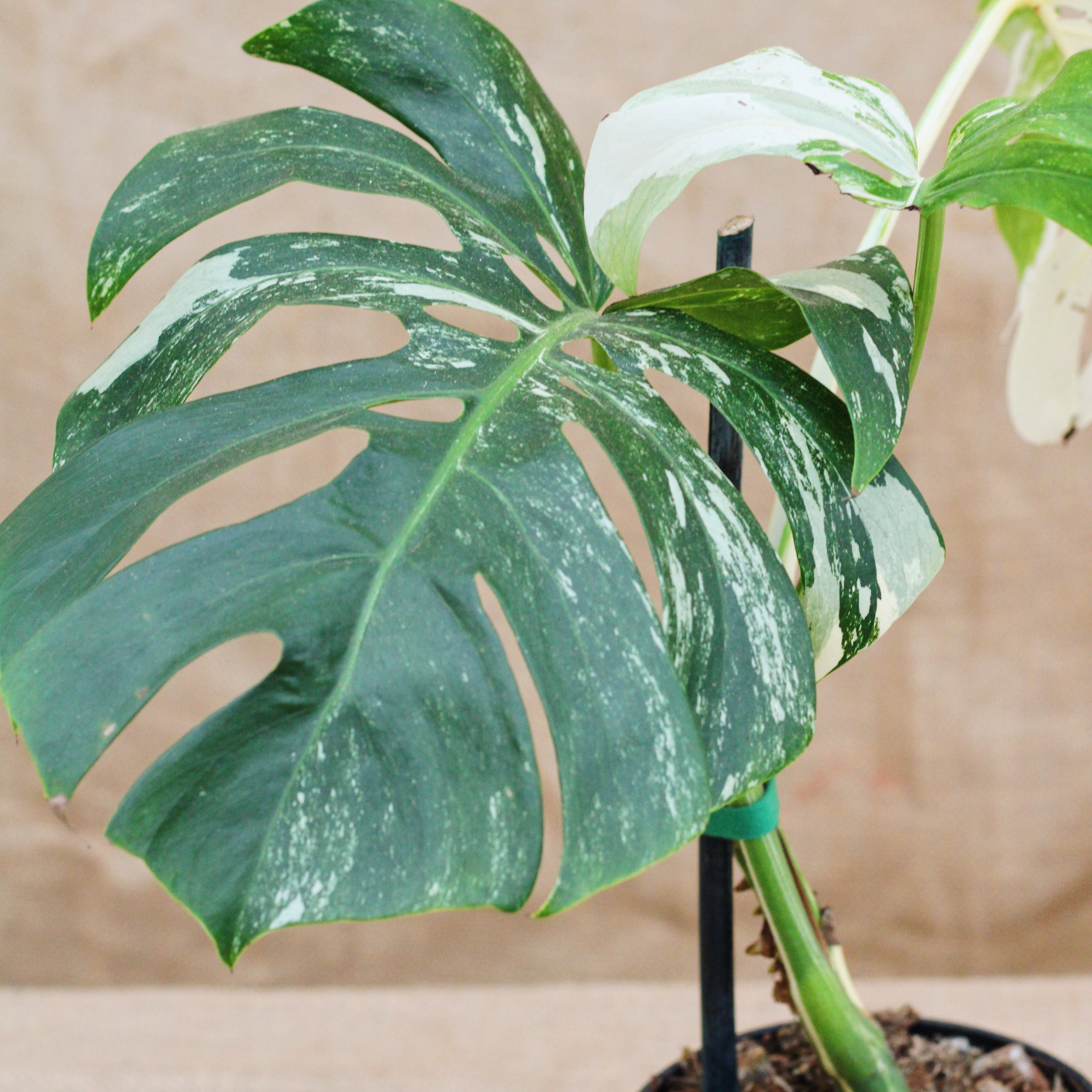 Monstera 'Albo' - Limited Release for Pickup – The Groovy Plants