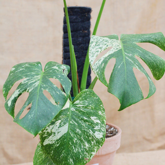 Monstera deliciosa 'White Monster' in Terracotta Pot - Limited Release for Pickup