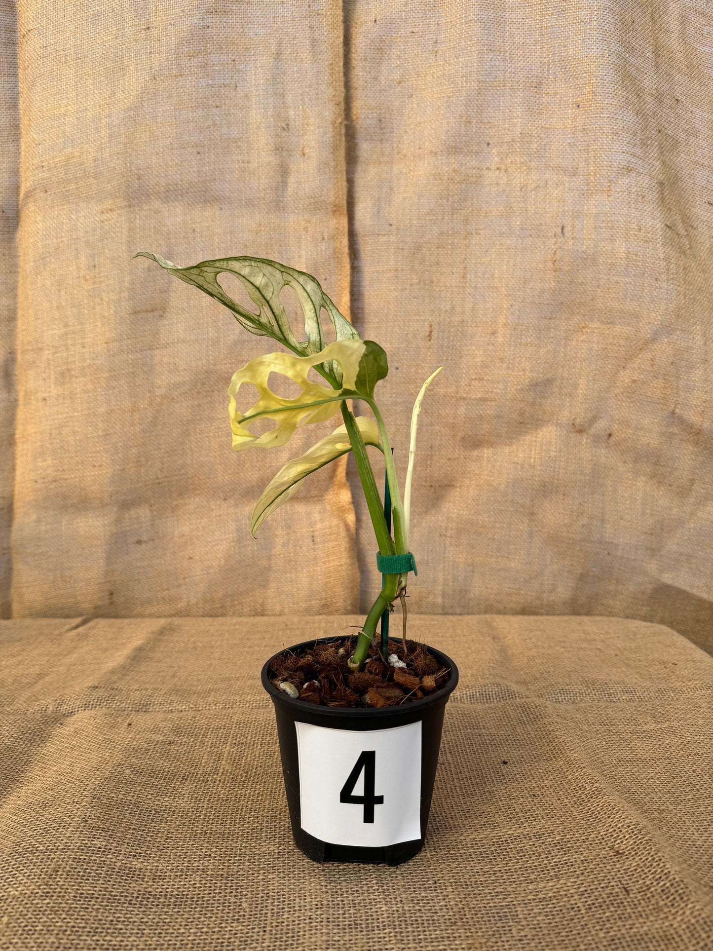 4" Monstera adansonii 'Variegated White' - Limited Release for Pickup