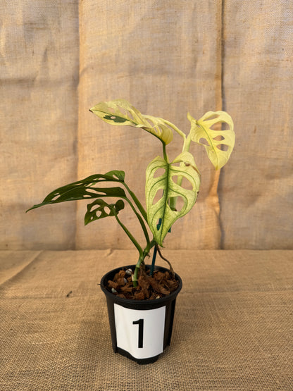 4" Monstera adansonii 'Variegated White' - Limited Release for Pickup