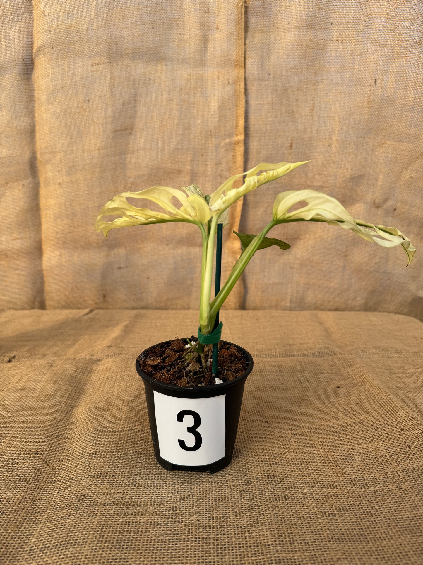 4" Monstera adansonii 'Variegated White' - Limited Release for Pickup