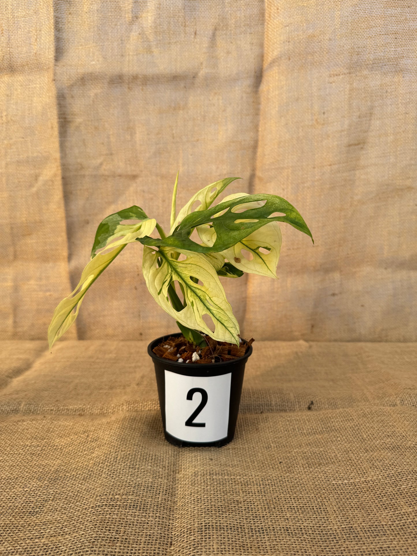 4" Monstera adansonii 'Variegated White' - Limited Release for Pickup