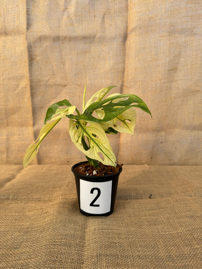 4" Monstera adansonii 'Variegated White' - Limited Release for Pickup