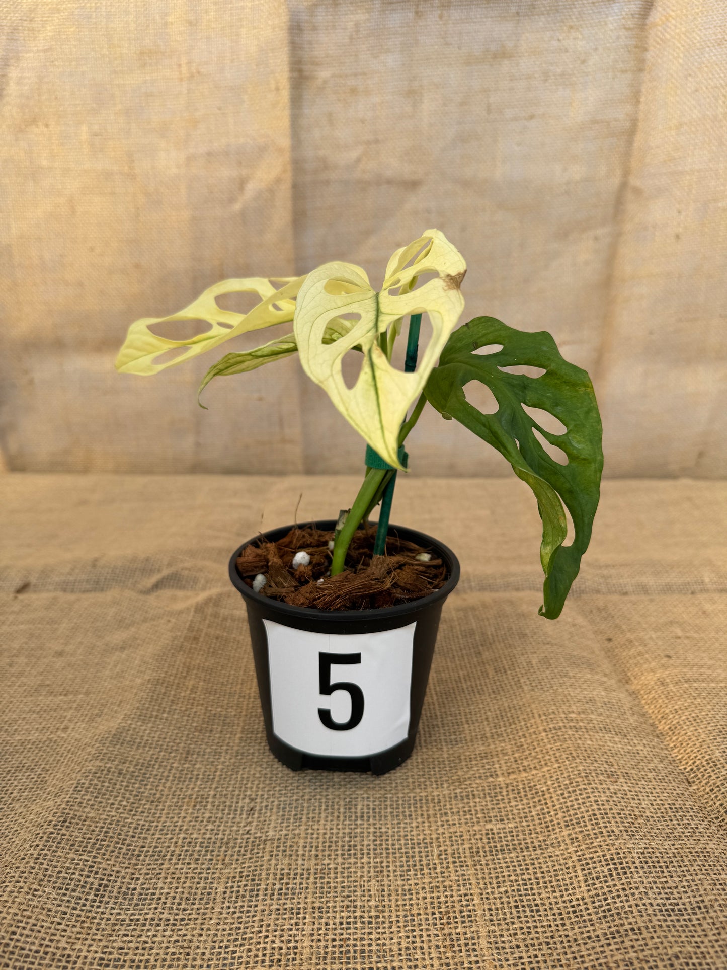 4" Monstera adansonii 'Variegated White' - Limited Release for Pickup