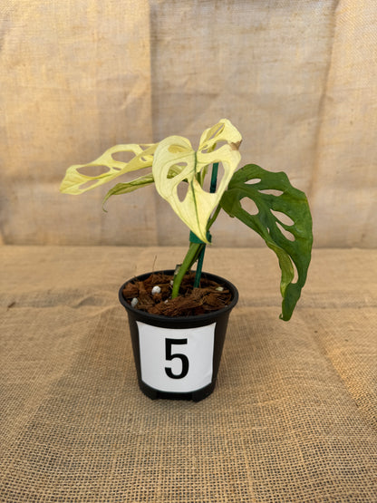 4" Monstera adansonii 'Variegated White' - Limited Release for Pickup