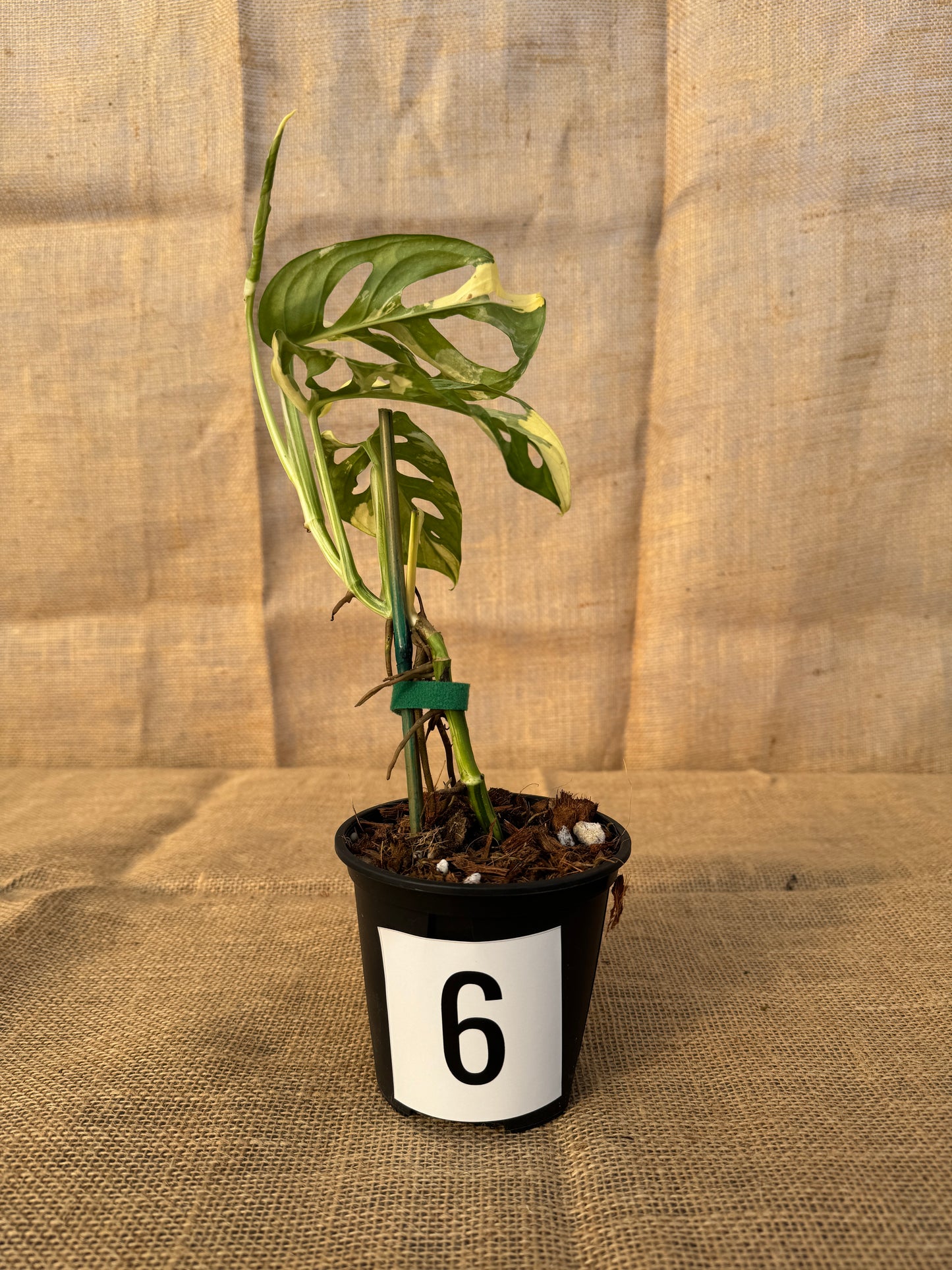 4" Monstera adansonii 'Variegated White' - Limited Release for Pickup