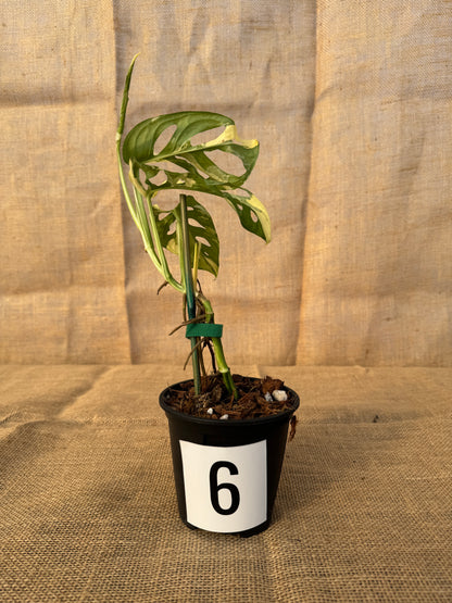 4" Monstera adansonii 'Variegated White' - Limited Release for Pickup
