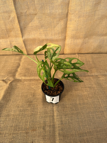 4" Monstera adansonii 'Variegated White' - Limited Release for Pickup