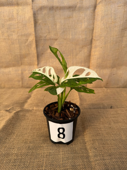 4" Monstera adansonii 'Variegated White' - Limited Release for Pickup