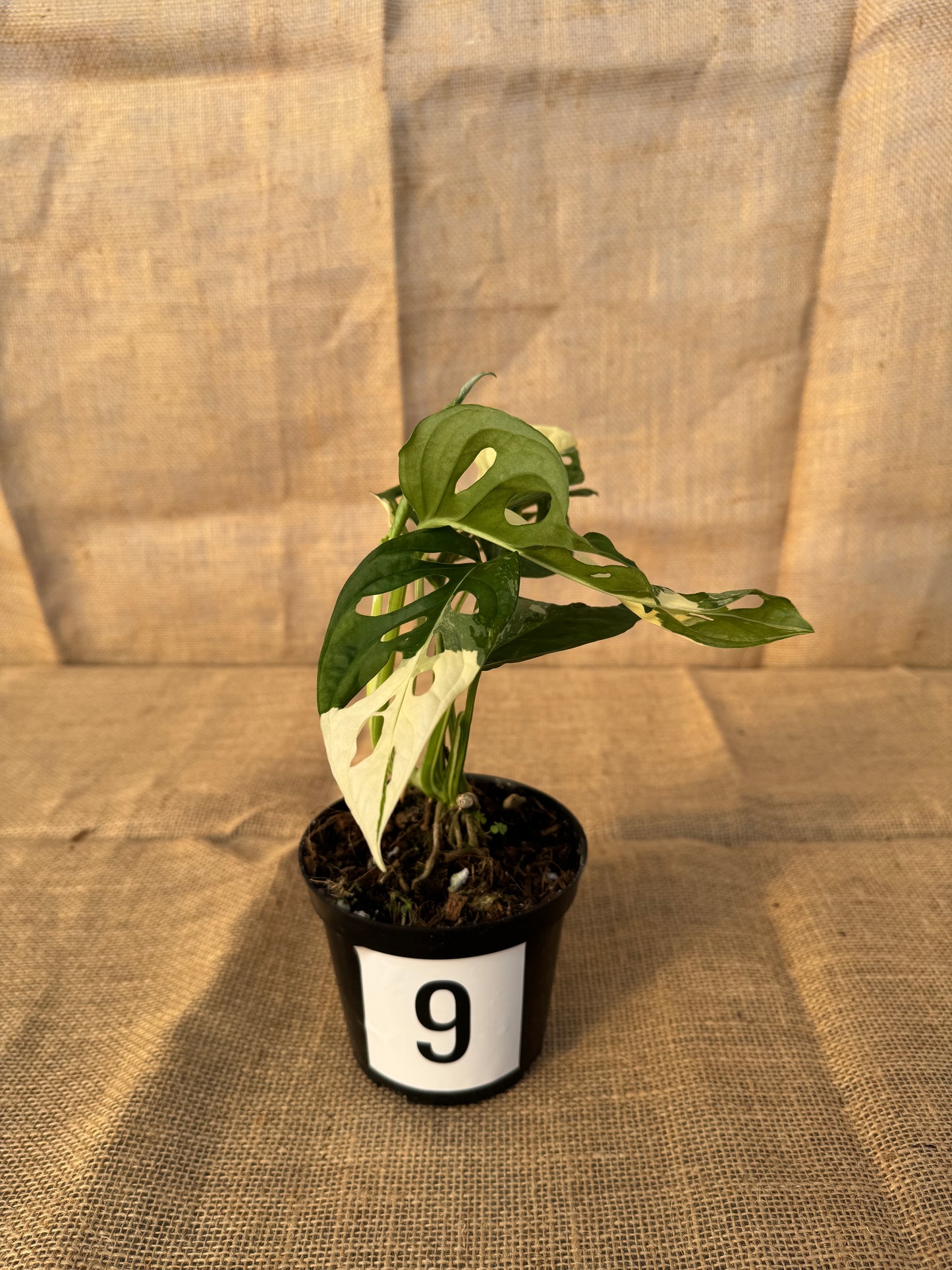4" Monstera adansonii 'Variegated White' - Limited Release for Pickup