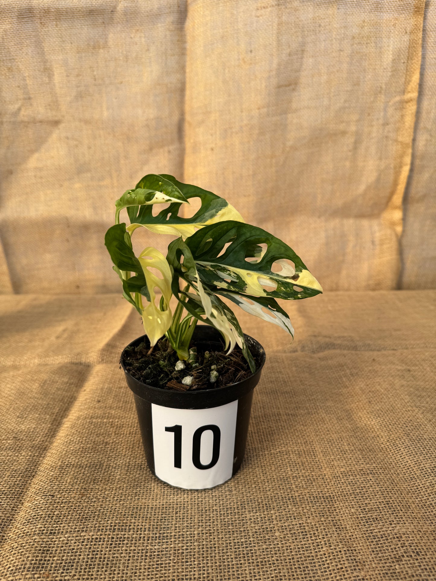 4" Monstera adansonii 'Variegated White' - Limited Release for Pickup