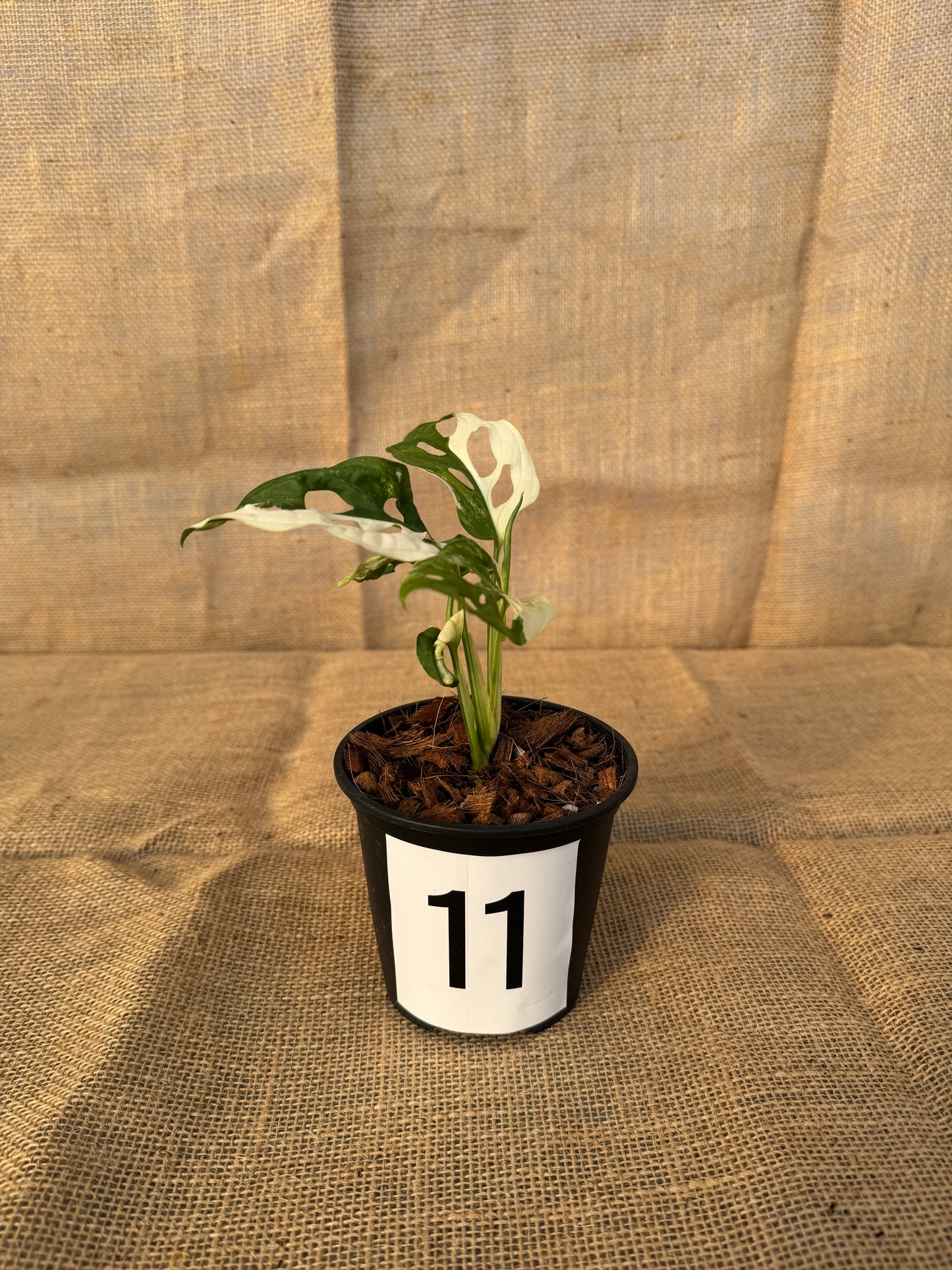 4" Monstera adansonii 'Variegated White' - Limited Release for Pickup