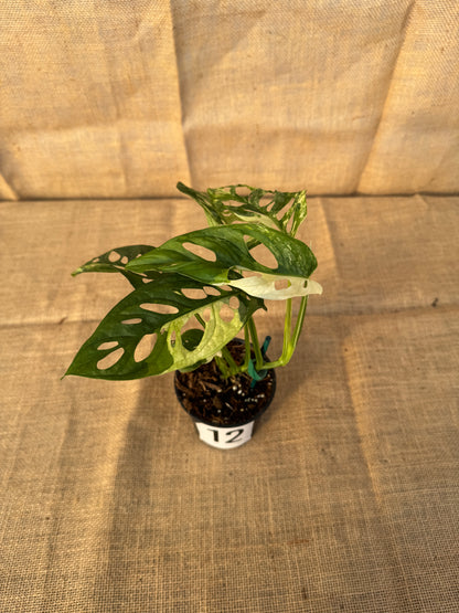 4" Monstera adansonii 'Variegated White' - Limited Release for Pickup