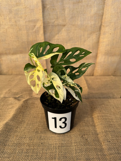 4" Monstera adansonii 'Variegated White' - Limited Release for Pickup