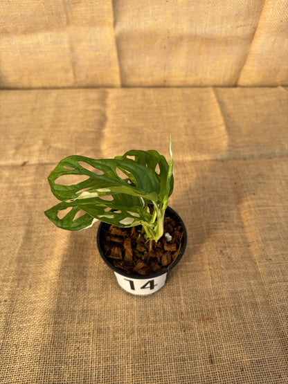 4" Monstera adansonii 'Variegated White' - Limited Release for Pickup