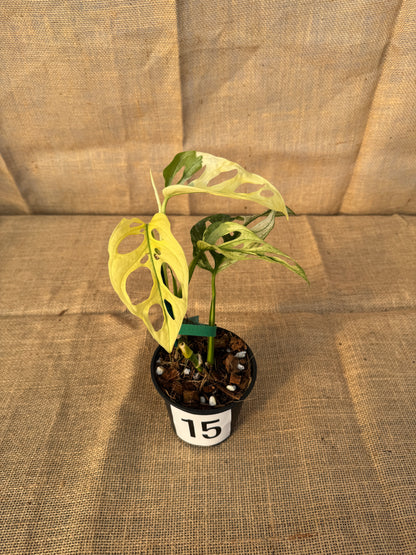 4" Monstera adansonii 'Variegated White' - Limited Release for Pickup