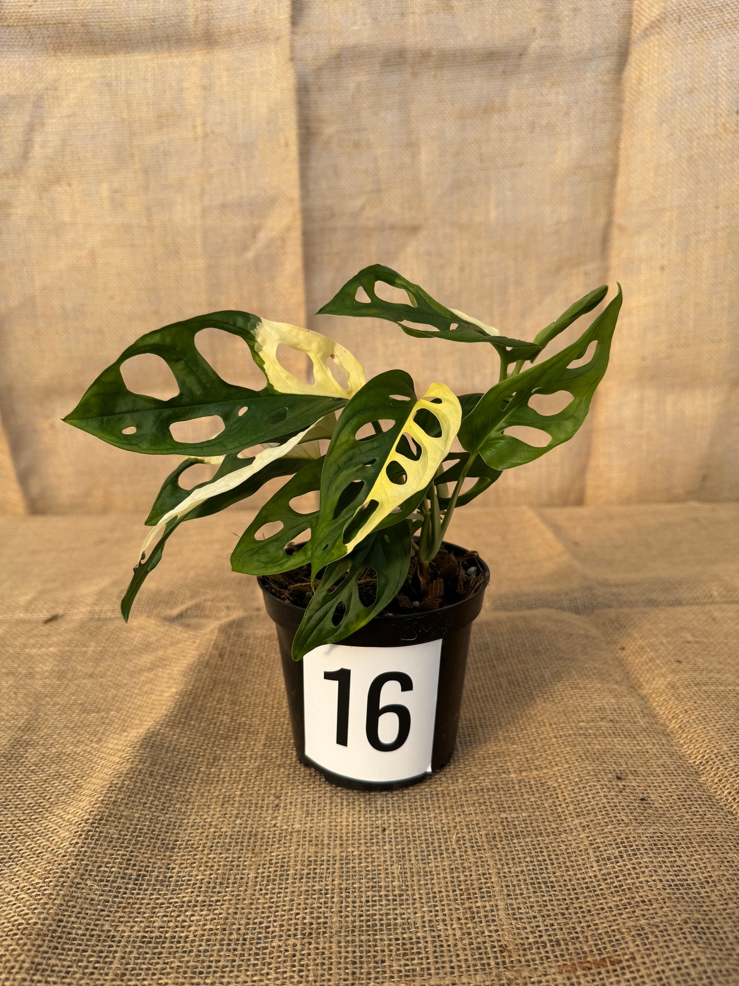 4" Monstera adansonii 'Variegated White' - Limited Release for Pickup
