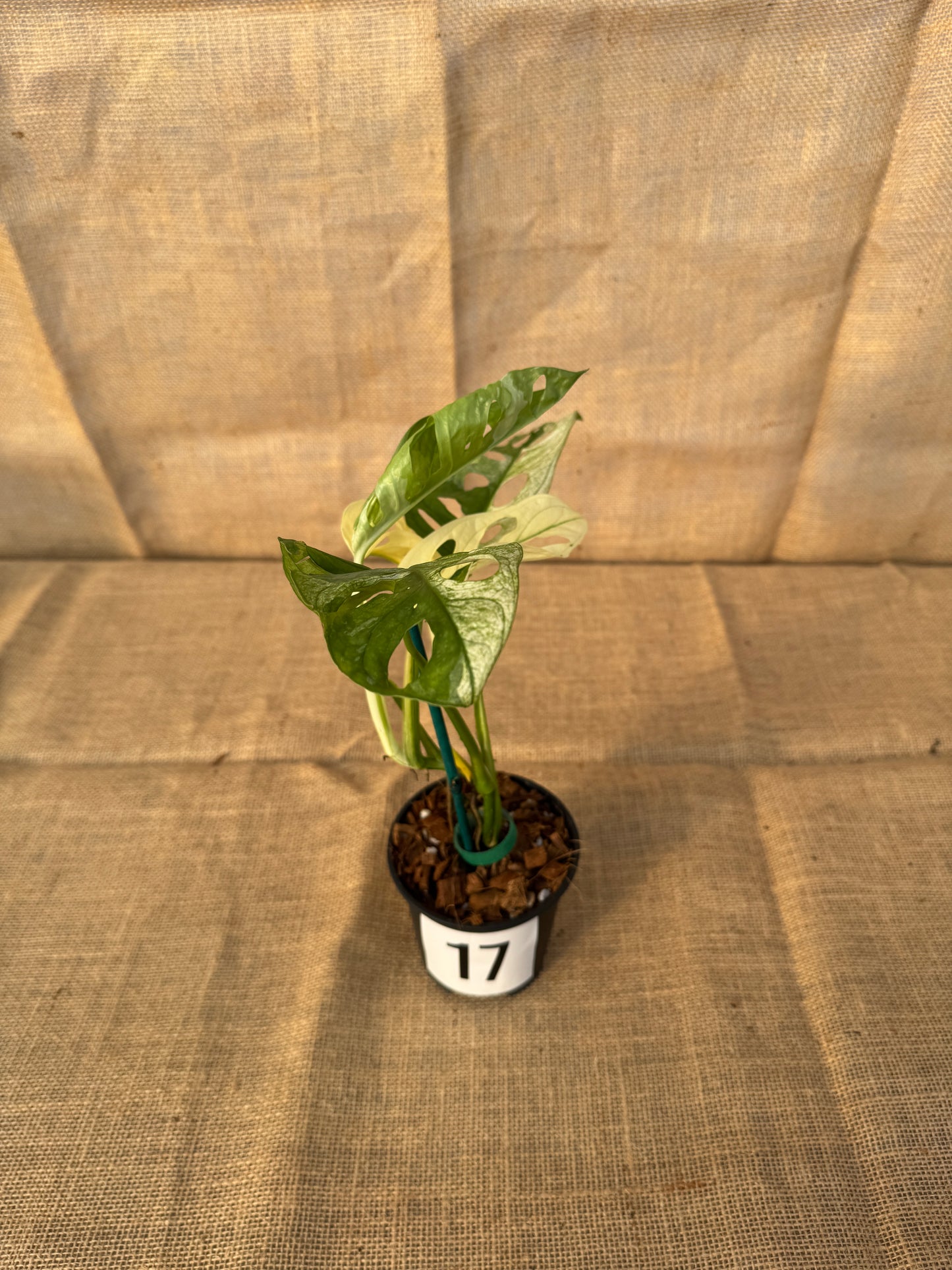 4" Monstera adansonii 'Variegated White' - Limited Release for Pickup