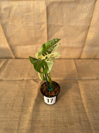 4" Monstera adansonii 'Variegated White' - Limited Release for Pickup