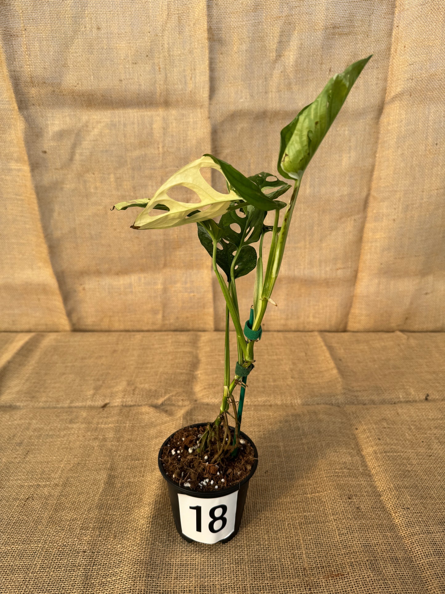 4" Monstera adansonii 'Variegated White' - Limited Release for Pickup
