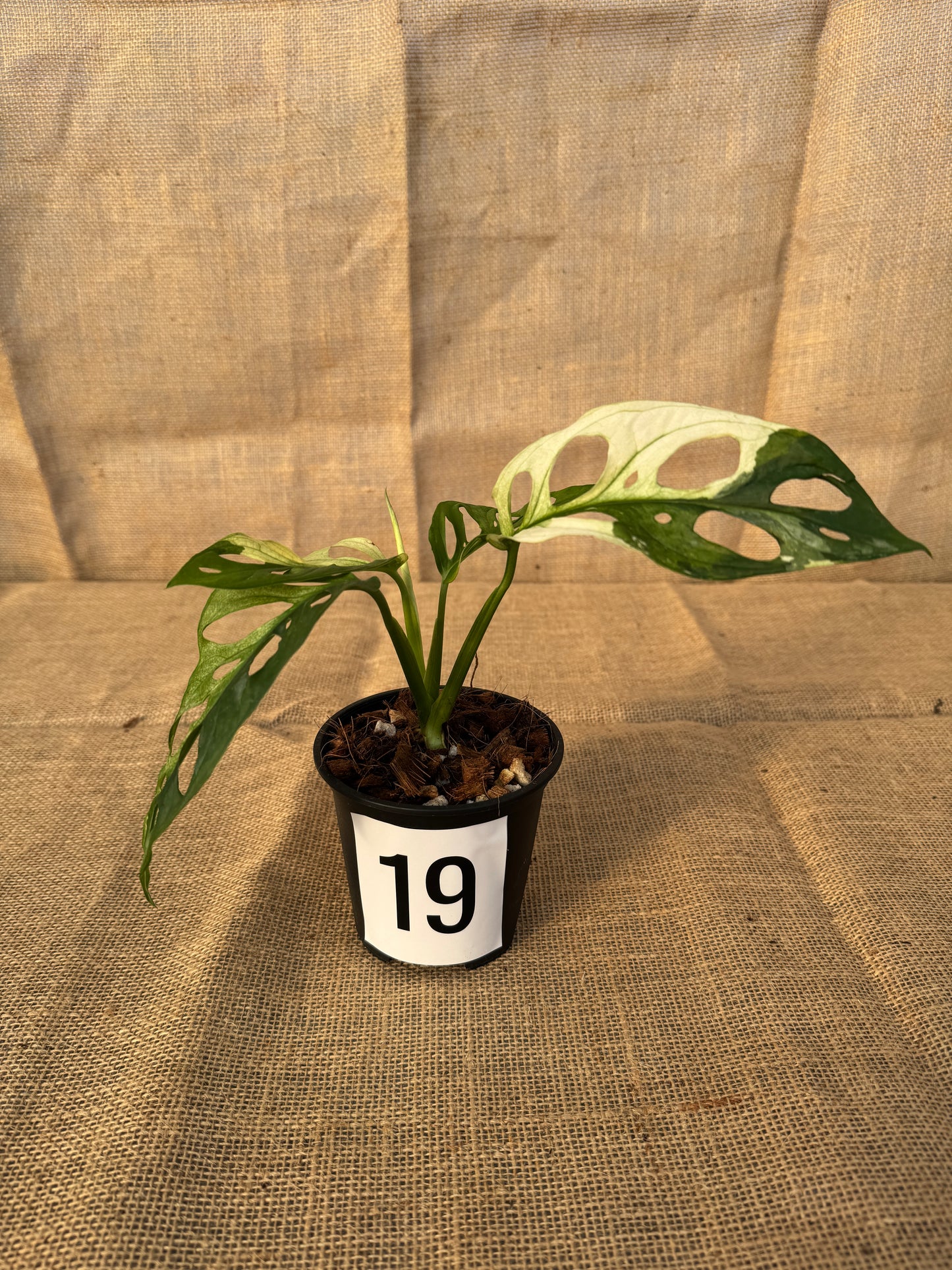 4" Monstera adansonii 'Variegated White' - Limited Release for Pickup