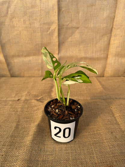 4" Monstera adansonii 'Variegated White' - Limited Release for Pickup