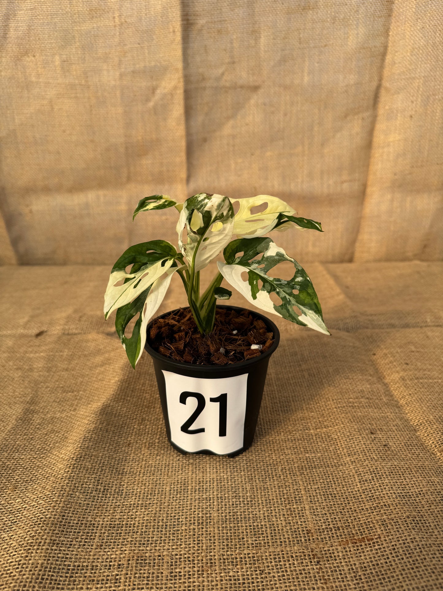 4" Monstera adansonii 'Variegated White' - Limited Release for Pickup