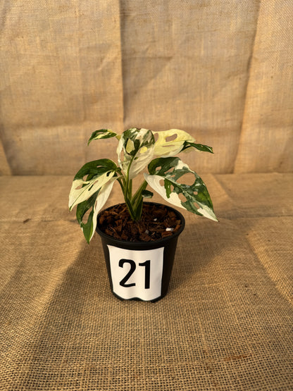 4" Monstera adansonii 'Variegated White' - Limited Release for Pickup