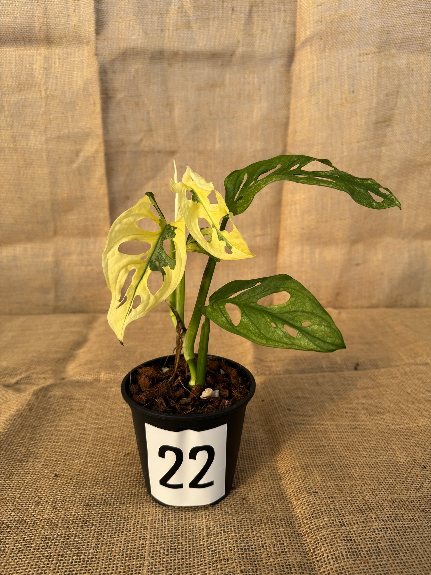 4" Monstera adansonii 'Variegated White' - Limited Release for Pickup