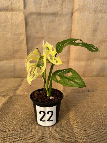 4" Monstera adansonii 'Variegated White' - Limited Release for Pickup