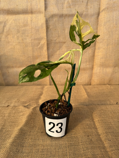 4" Monstera adansonii 'Variegated White' - Limited Release for Pickup