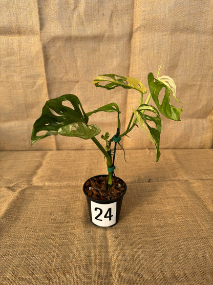 4" Monstera adansonii 'Variegated White' - Limited Release for Pickup