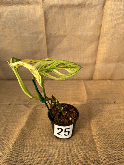 4" Monstera adansonii 'Variegated White' - Limited Release for Pickup