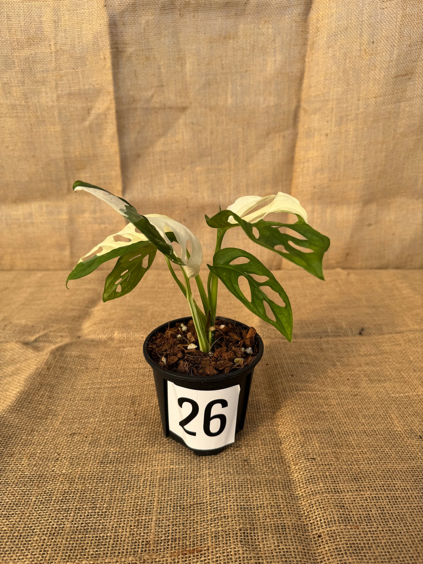 4" Monstera adansonii 'Variegated White' - Limited Release for Pickup