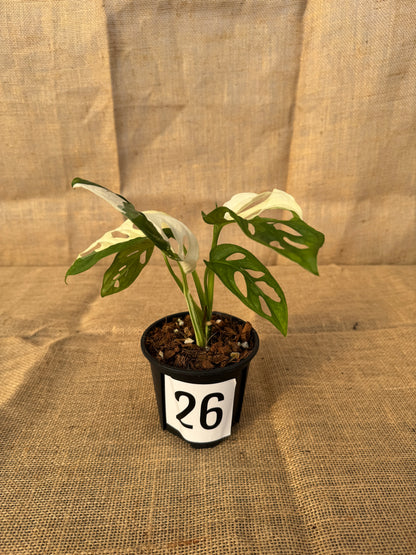 4" Monstera adansonii 'Variegated White' - Limited Release for Pickup