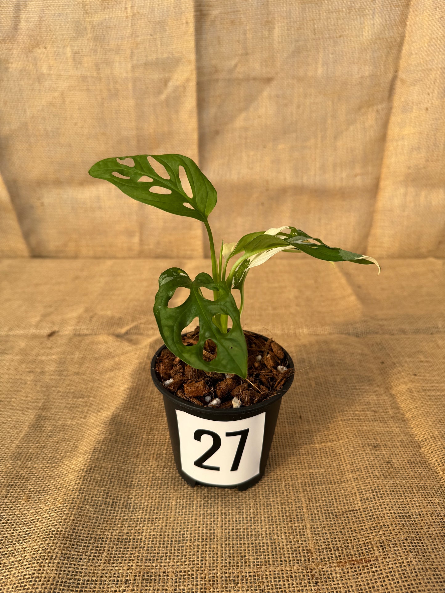 4" Monstera adansonii 'Variegated White' - Limited Release for Pickup