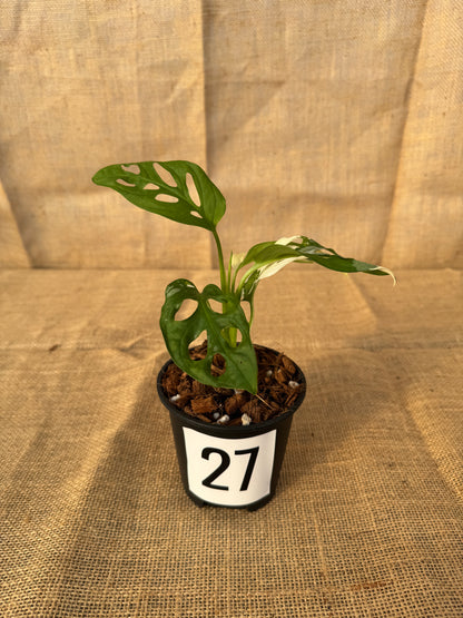 4" Monstera adansonii 'Variegated White' - Limited Release for Pickup