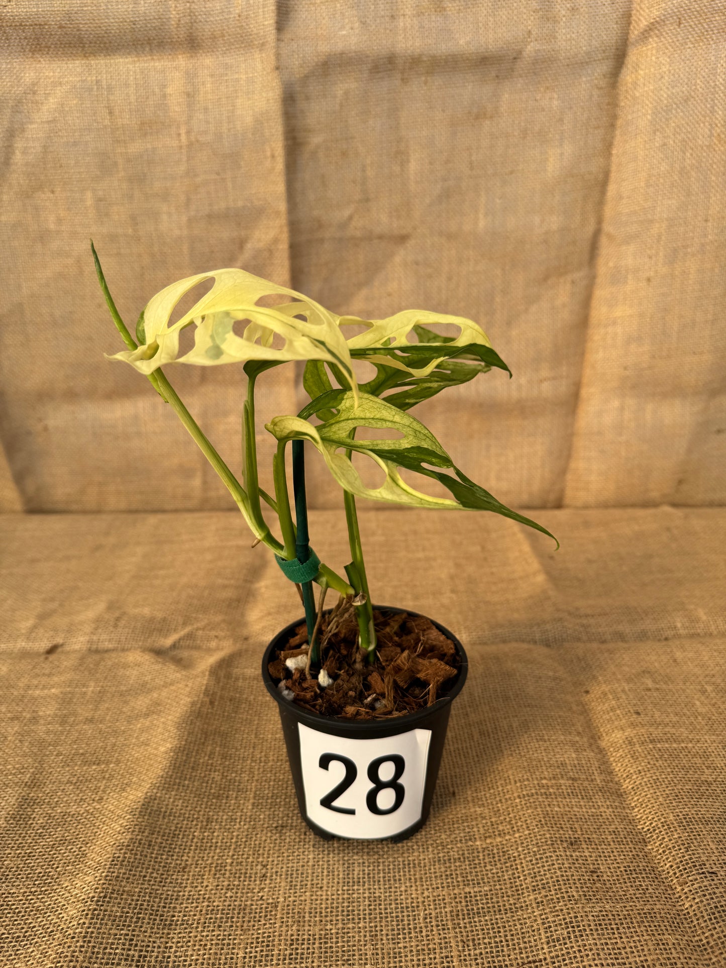 4" Monstera adansonii 'Variegated White' - Limited Release for Pickup