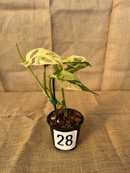 4" Monstera adansonii 'Variegated White' - Limited Release for Pickup