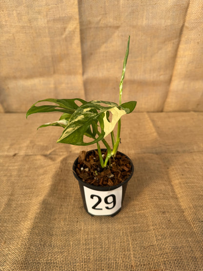 4" Monstera adansonii 'Variegated White' - Limited Release for Pickup