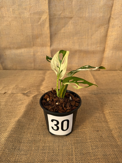 4" Monstera adansonii 'Variegated White' - Limited Release for Pickup