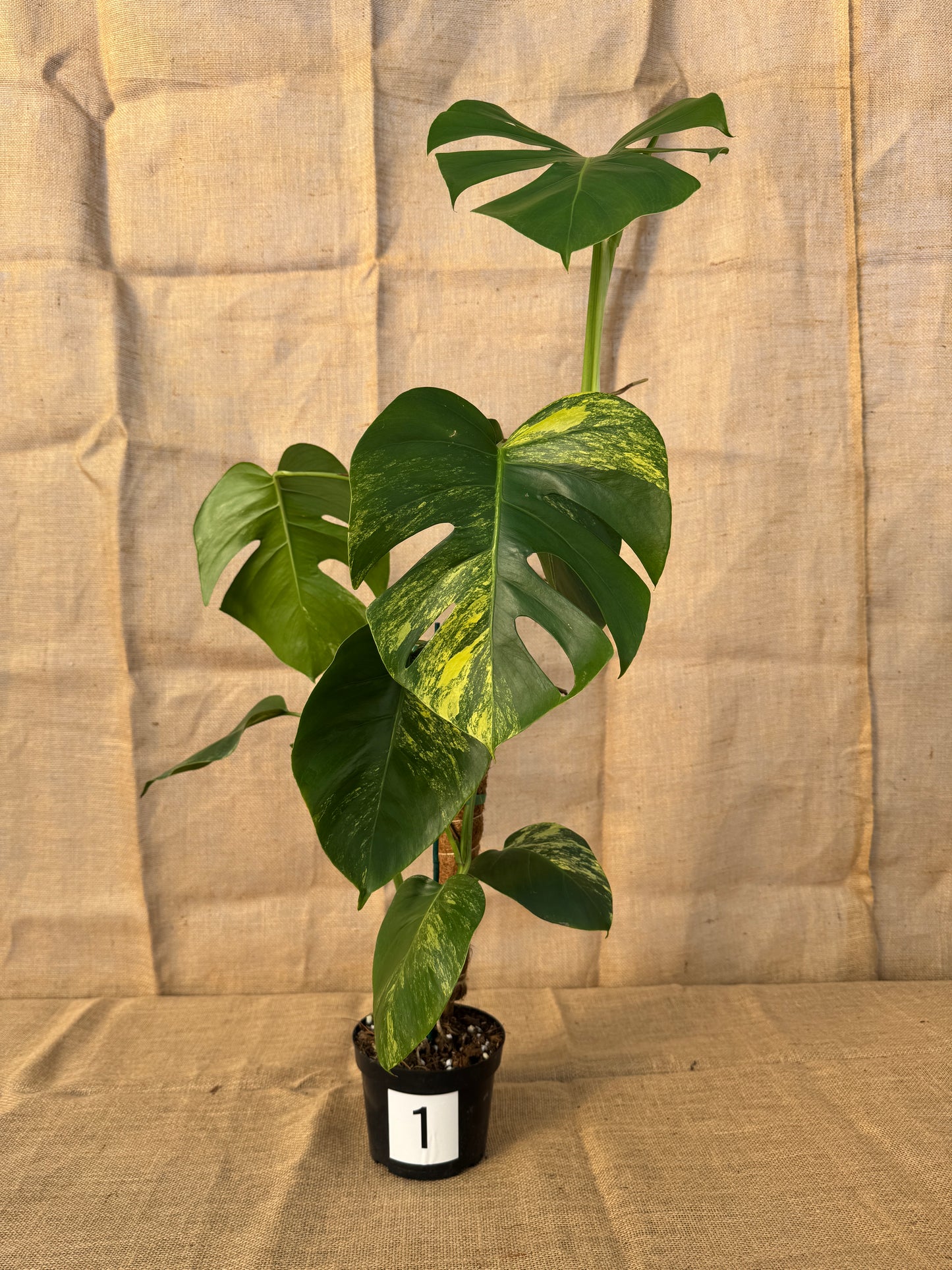 6" Monstera 'Aurea' - Limited Release for Pickup