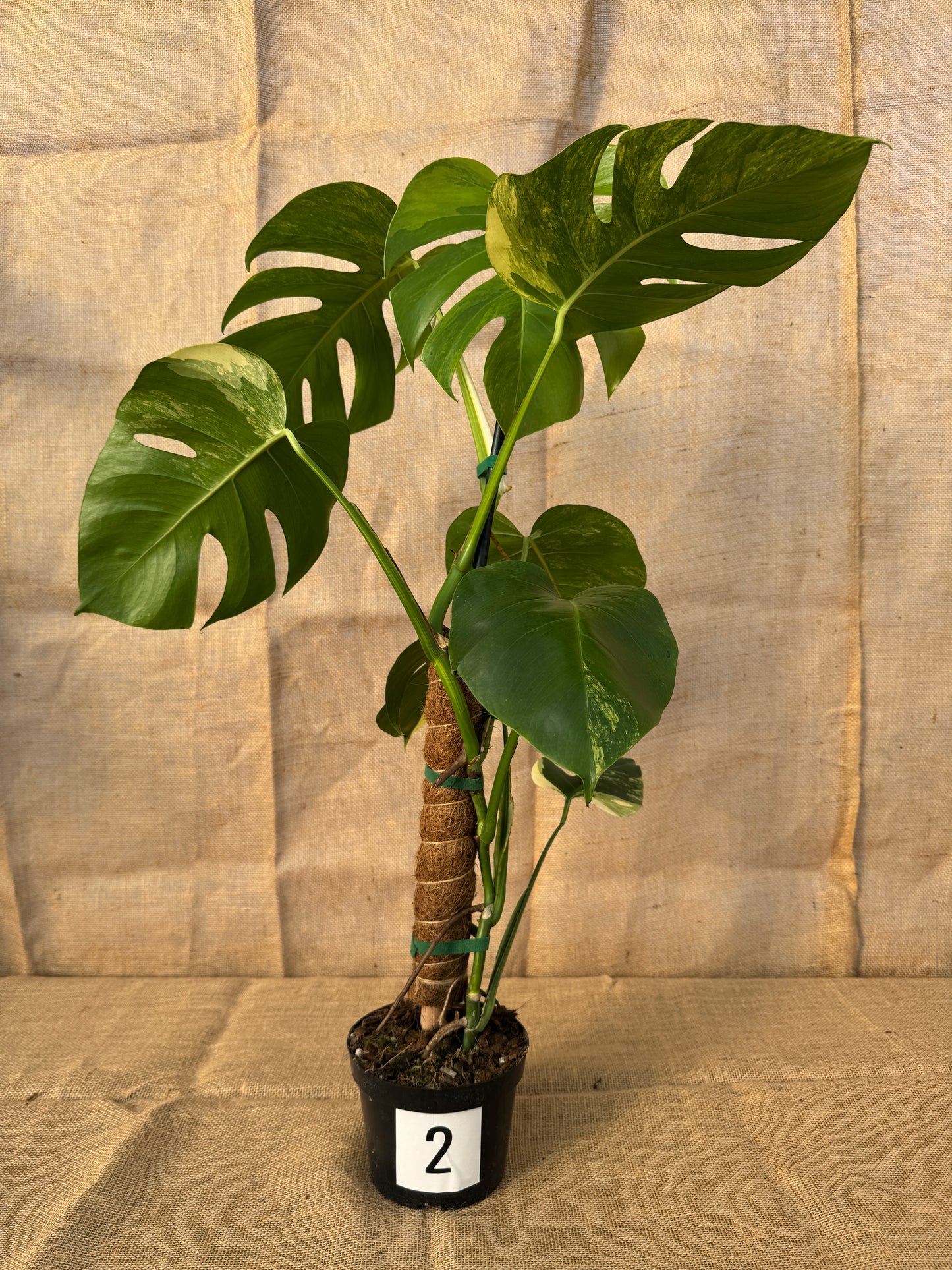 6" Monstera 'Aurea' - Limited Release for Pickup