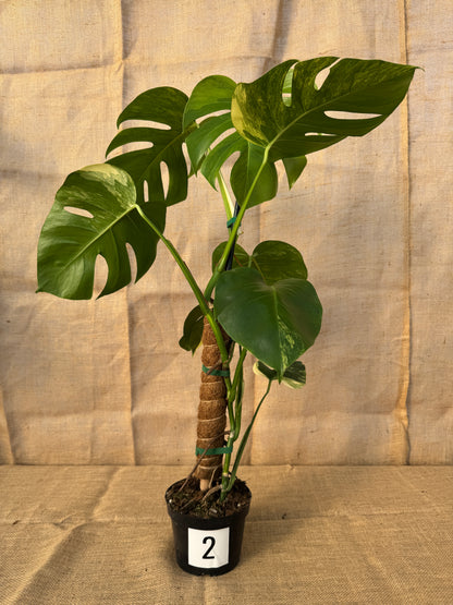6" Monstera 'Aurea' - Limited Release for Pickup
